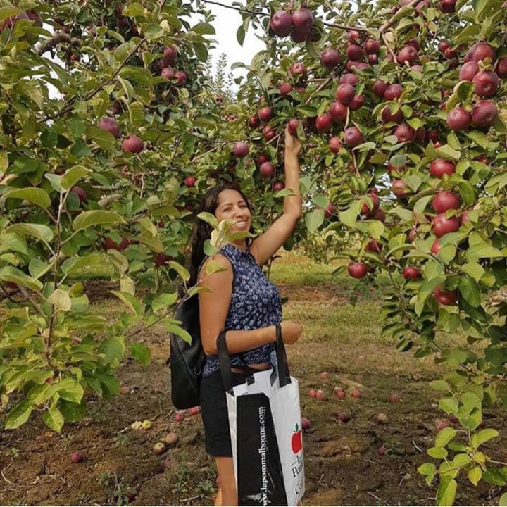 Pick your own apples Compton