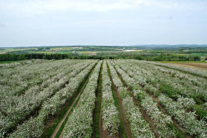 Orchard and Pick-your-own Compton 