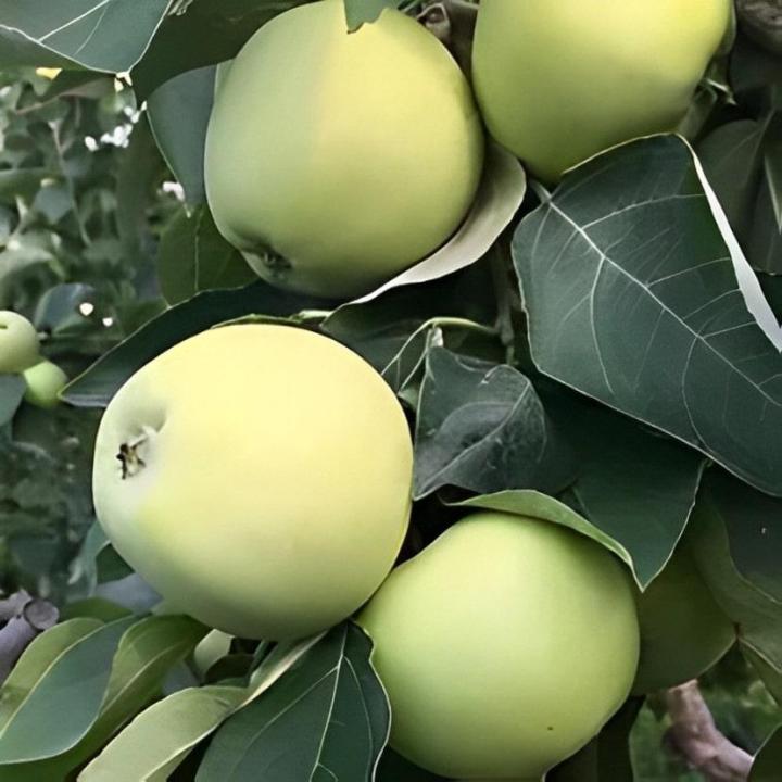 Cueillir des pommes Compton