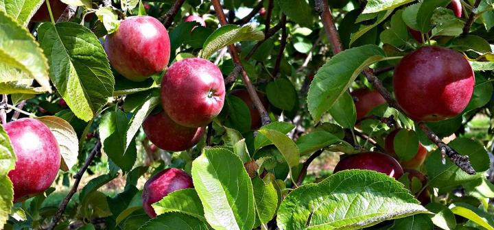Cueillir des pommes Compton