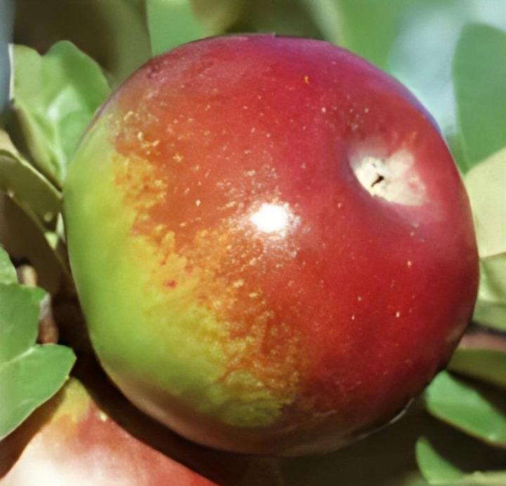 Cueillir des pommes Compton