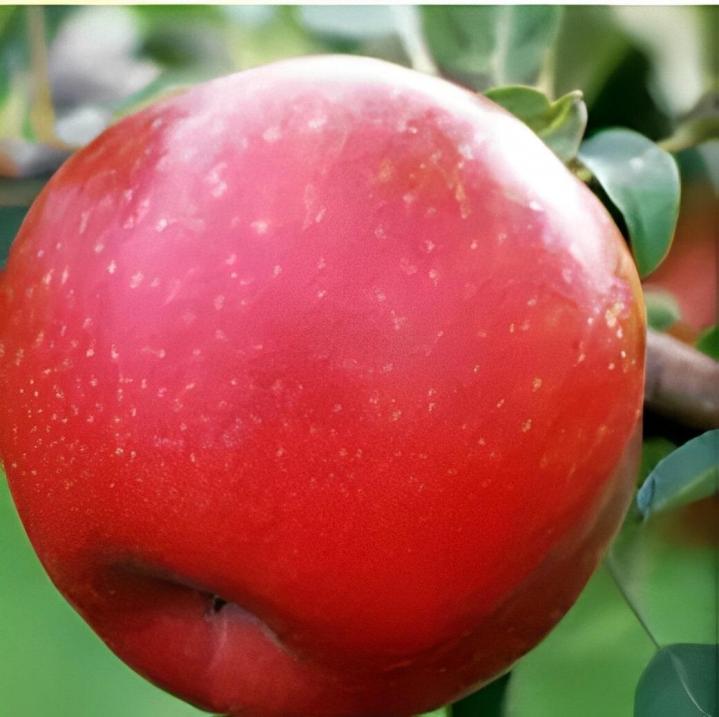 Cueillir des pommes Compton