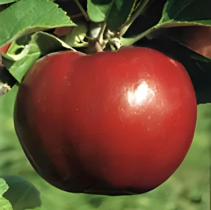 Cueillir des pommes Compton