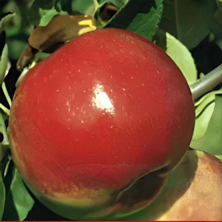 Cueillir des pommes Compton