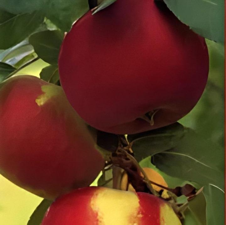 Cueillir des pommes Compton