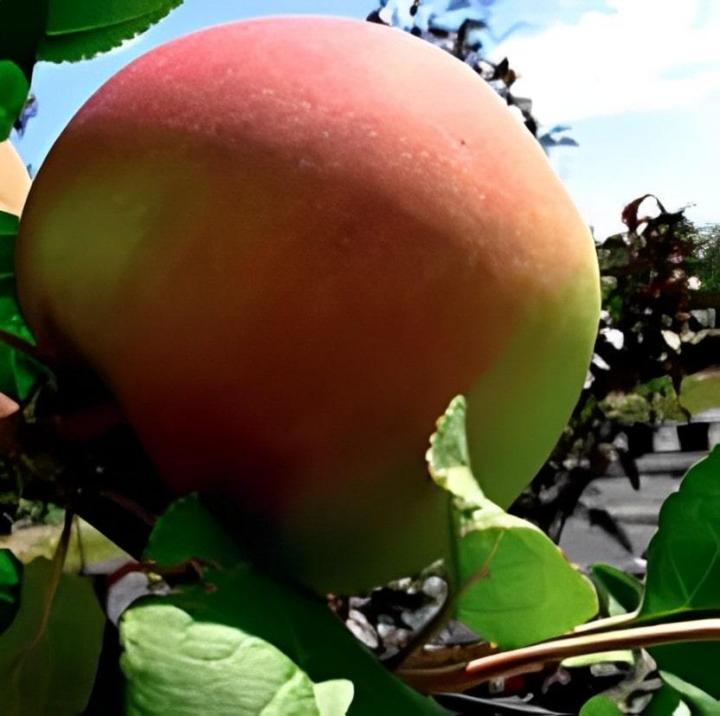 Cueillir des pommes Compton