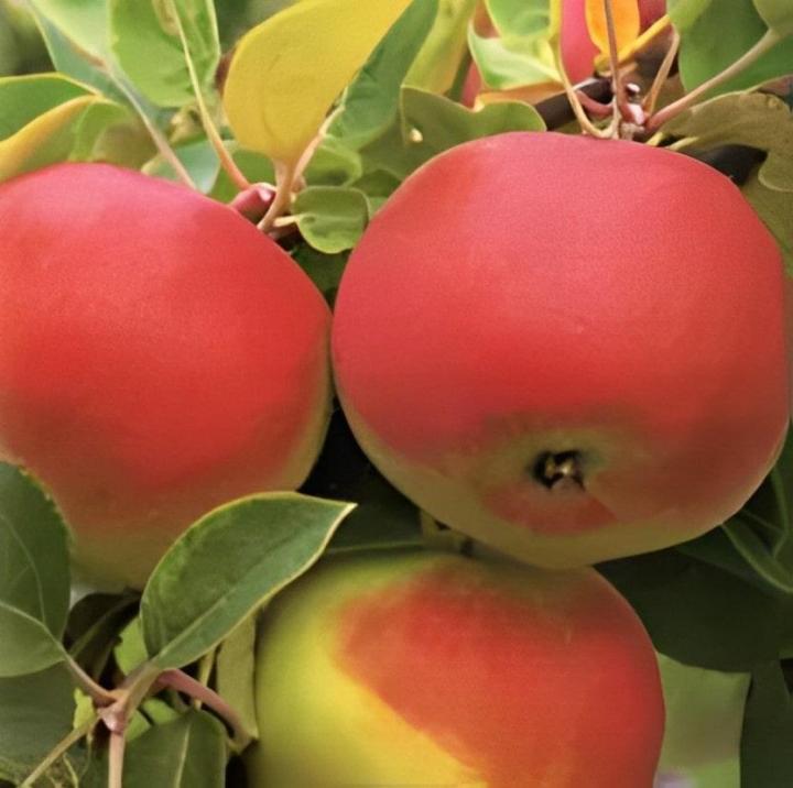 Cueillir des pommes Compton