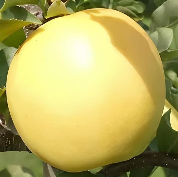 Cueillir des pommes Compton
