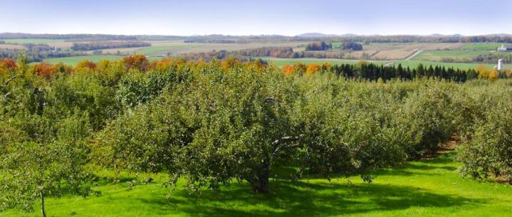 Cueillir des pommes Compton