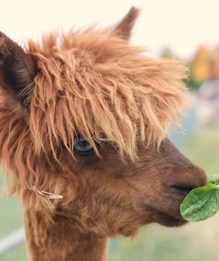 Visite gratuite de fermette Compton