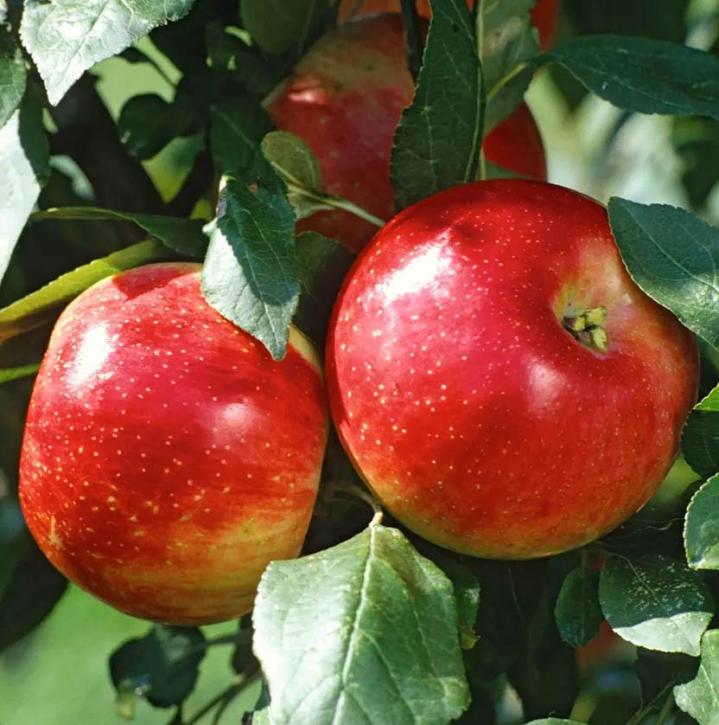 Cueillir des pommes Compton